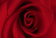 My Love is Like a Red, Red Rose